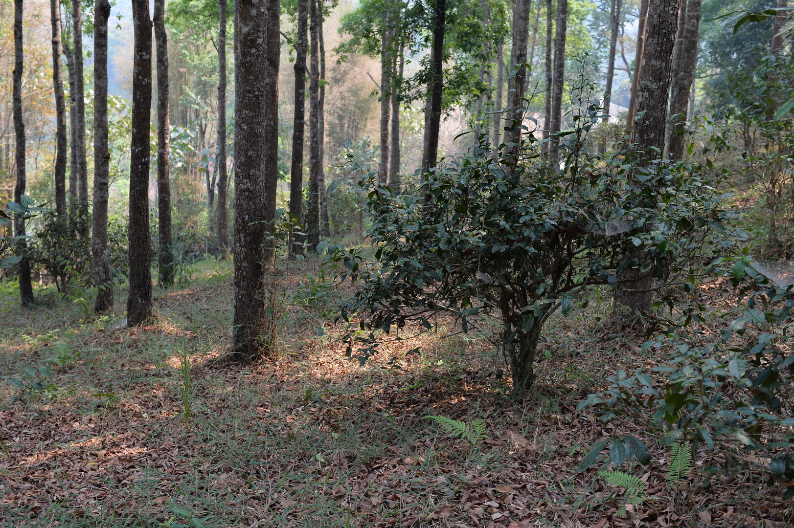 Sourcing et suivi de production de puerh de vieux théiers à Wawee, Thaïlande, 2020 — vue 6