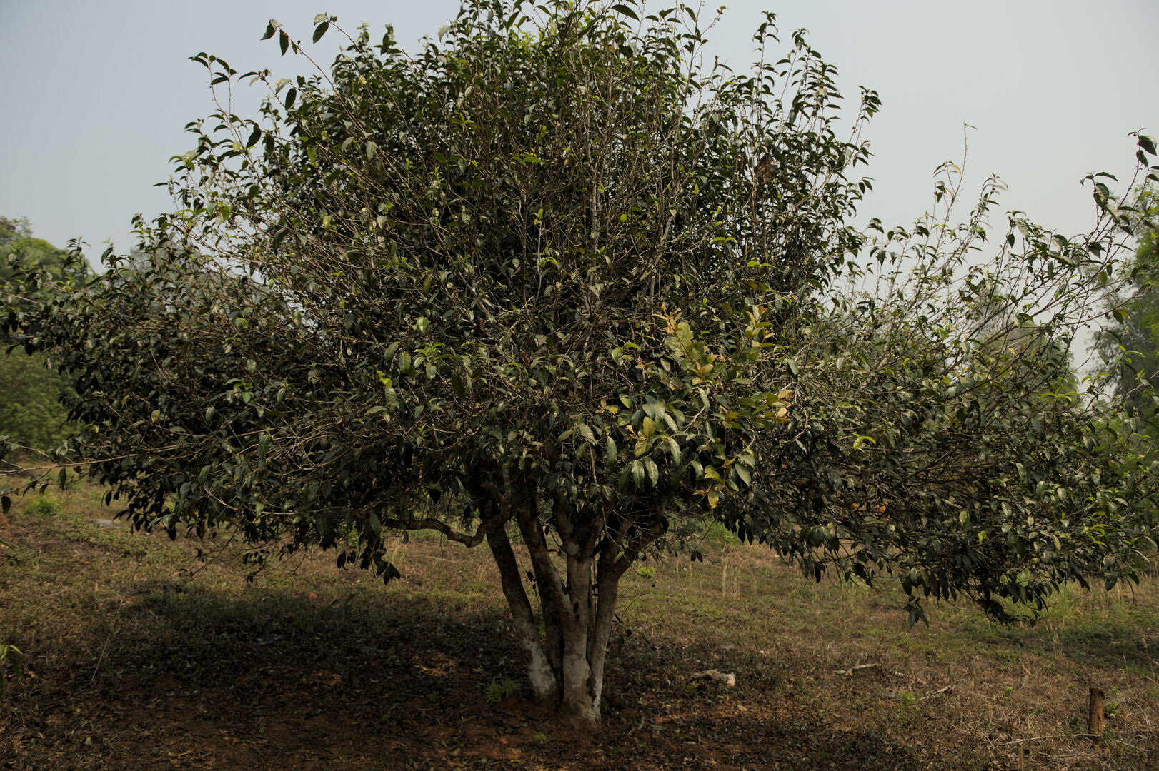 Sourcing et suivi de production de puerh de vieux théiers à Wawee, Thaïlande, 2020 — vue 7