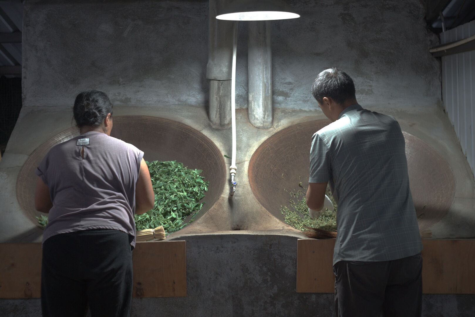 Suivi de la production de puerh de printemps à Yi Wu Shan, Yunnan, 2025 — vue 4