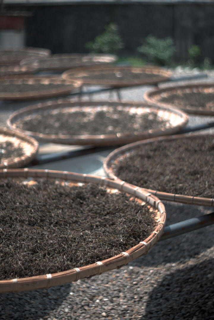 Suivi de la production de puerh de printemps à Yi Wu Shan, Yunnan, 2025 — vue 8