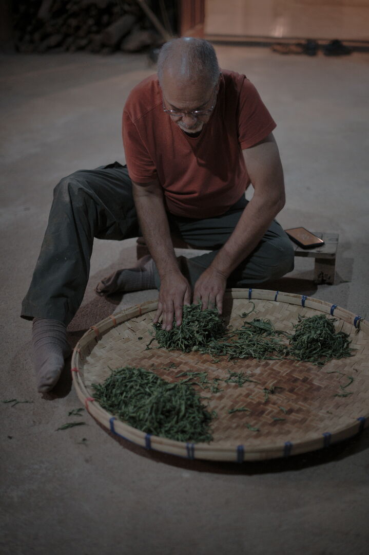 Field training on tea production in the Golden Triangle, view 3
