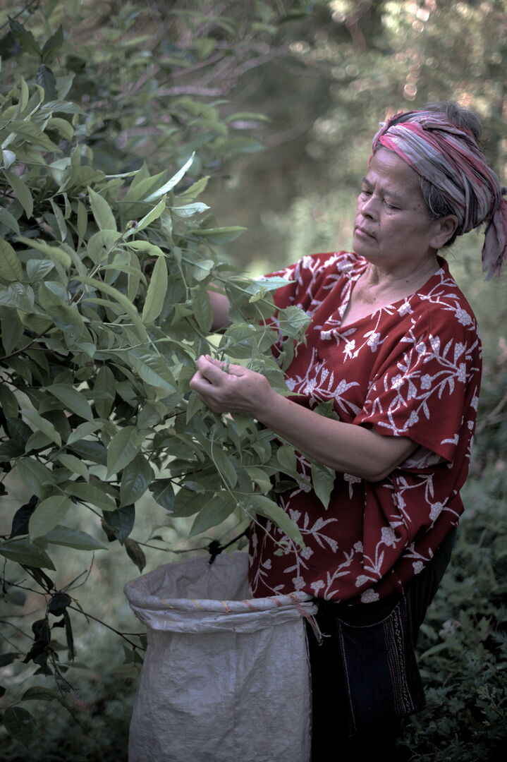 Field training on miang culture and Lanna forest tea, view 5