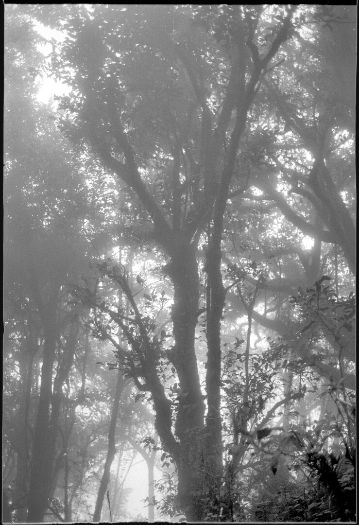 Training around the wild tea trees of Pha Hom Pok in Thailand, view 1