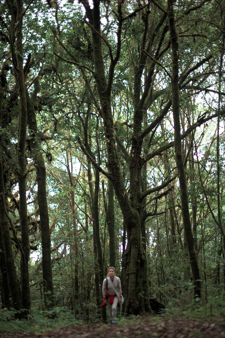 Training around the wild tea trees of Pha Hom Pok in Thailand, view 3