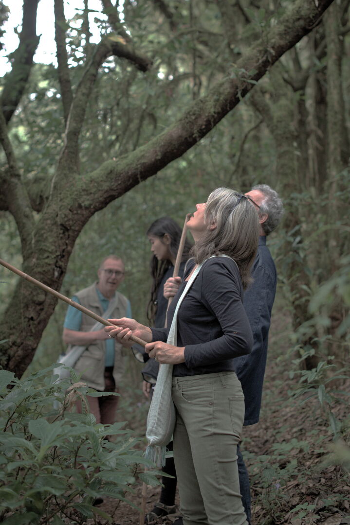 Training around the wild tea trees of Pha Hom Pok in Thailand, view 5