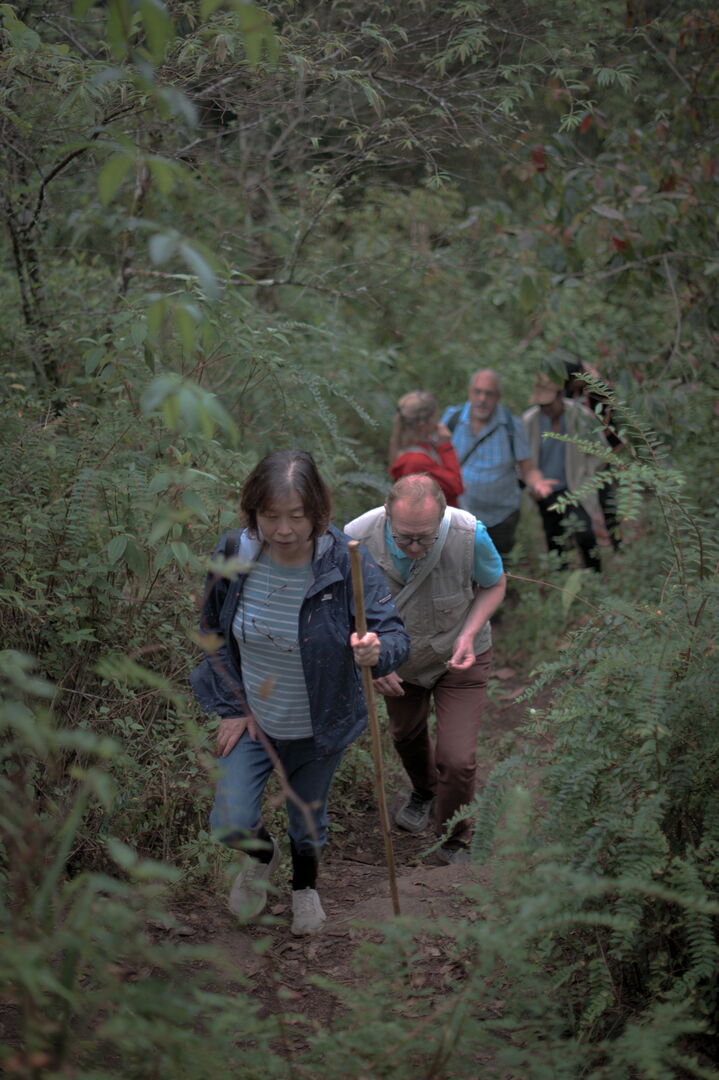 Training around the wild tea trees of Pha Hom Pok in Thailand, view 6