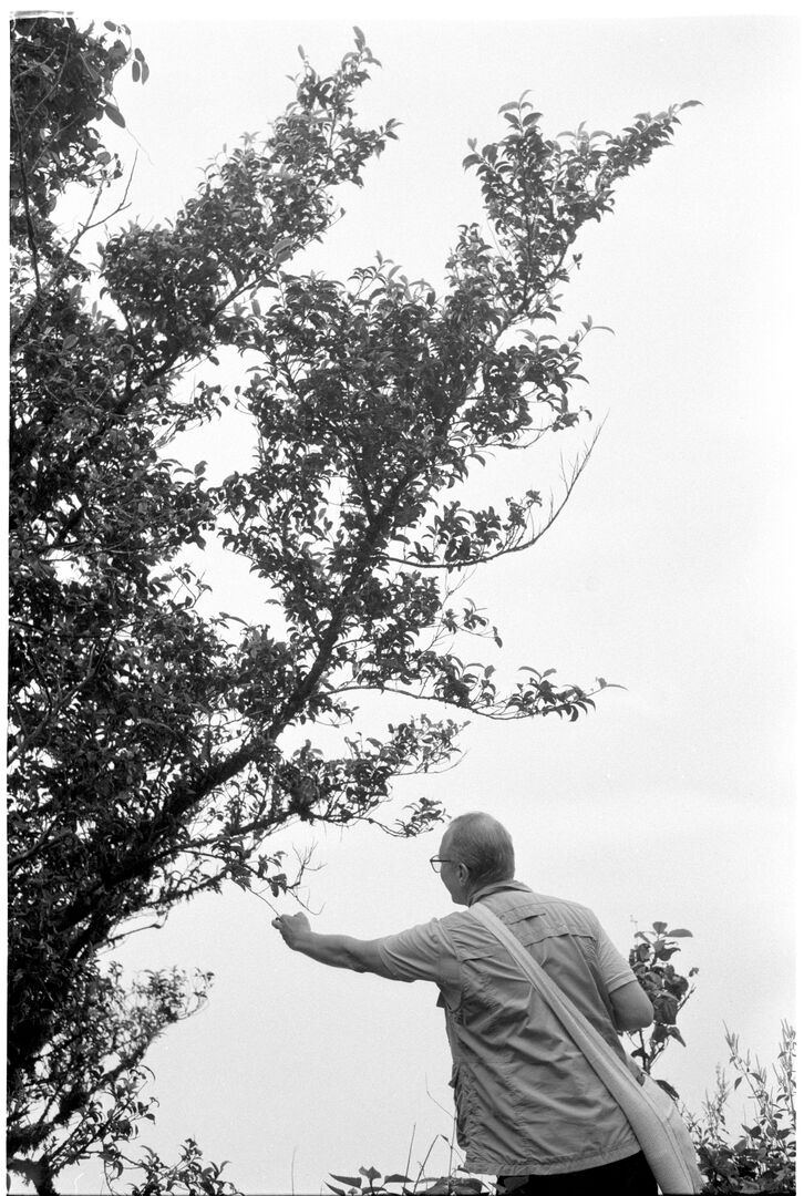 Training around the wild tea trees of Pha Hom Pok in Thailand, view 8