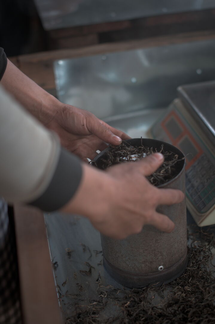 Practical training in puerh production and compression in Thailand, view 1