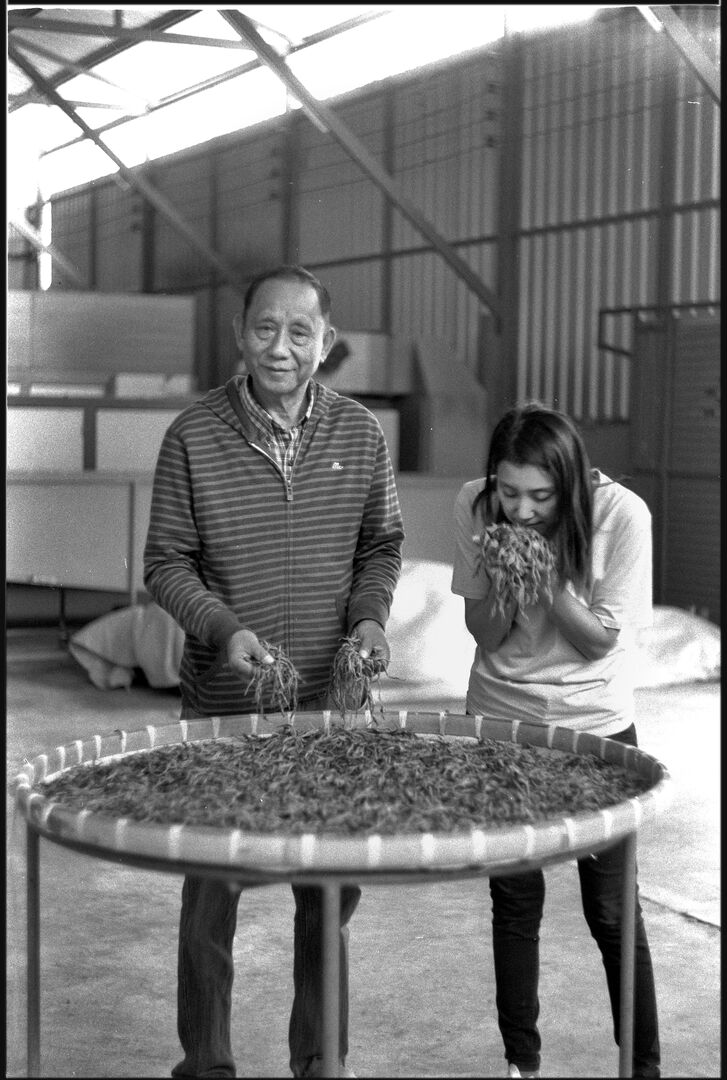 Practical training in puerh production and compression in Thailand, view 2