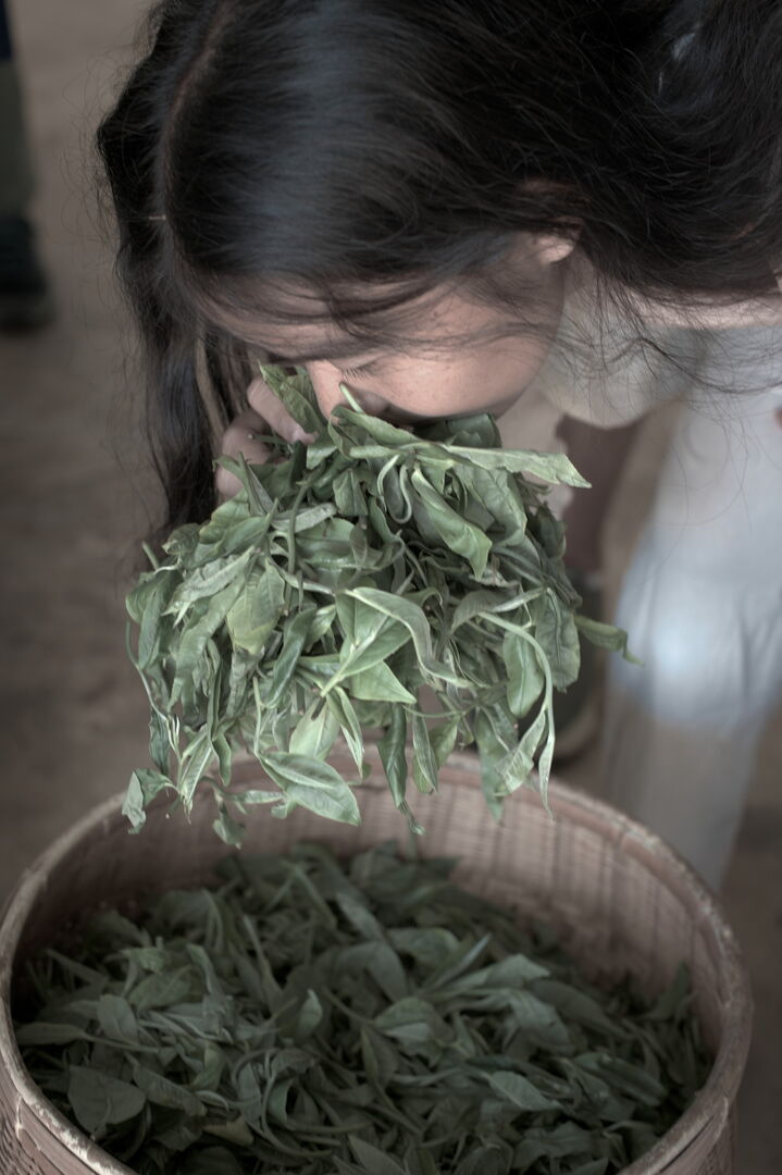 Practical training in puerh production and compression in Thailand, view 3